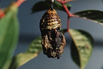 Chrysalis that ants got to (12k)