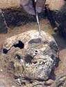 Photograph showing a skull being cleaned by an archaeologist